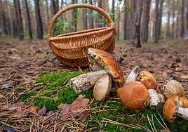 With the arrival of autumn, mushroom-hunting is an up-and-coming recreational and culinary activity.