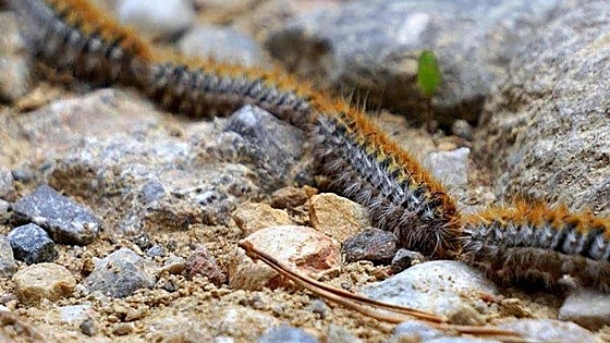 Processionary caterpillar alert in Spain: the pests which can be lethal to pets start to appear four months earlier than usual