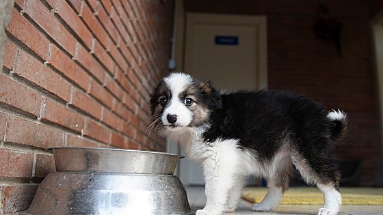 Costa del Sol theatre to host gala event in aid of Axarquía-based animal shelter