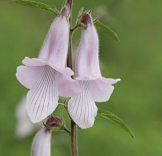 Recommended for your garden in the south of Spain: Ceratotheca triloba, the South African foxglove