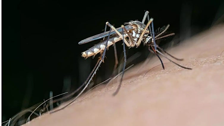 Marbella man becomes first human case of West Nile virus in Malaga province