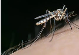 Mosquitoes transmit the West Nile virus