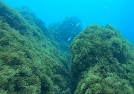 Asian algae: from a threat to the bioversity of the Costa del Sol to a friend of cereal crop farmers?