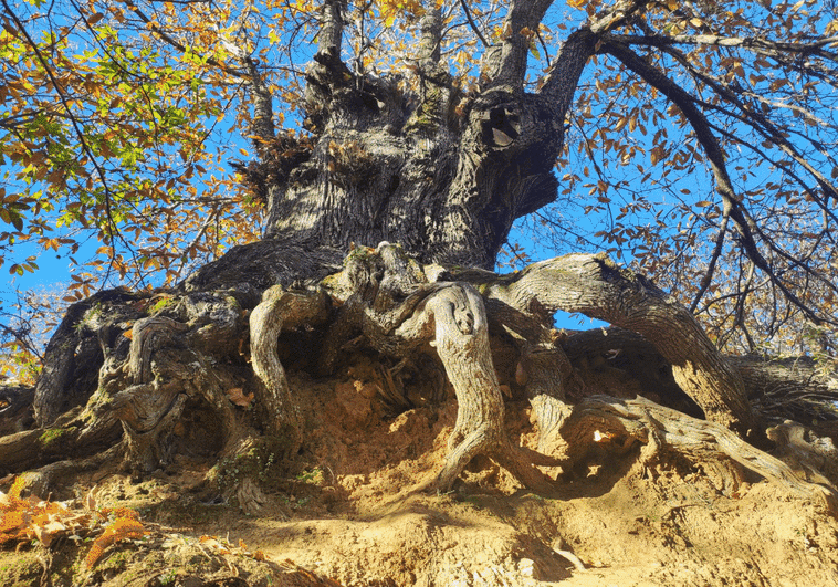 Eight places you must see if you visit the famous 'copper forest' in the Serranía de Ronda this autumn