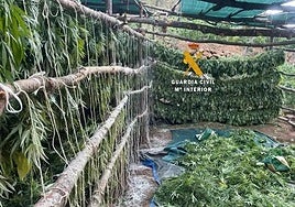 Police uncover massive marijuana plantation in mountains behind the Costa del Sol