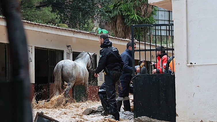 Emergency services and volunteers race to save more than 40 horses from drowning at Malaga equestrian club