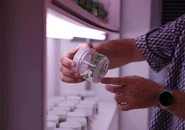 Each variety is also stored in vitro, at four degrees and in the dark, to preserve the integrity of the collection.