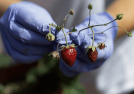 Researchers are looking for ways to improve strawberry cultivation and transfer this knowledge to companies.