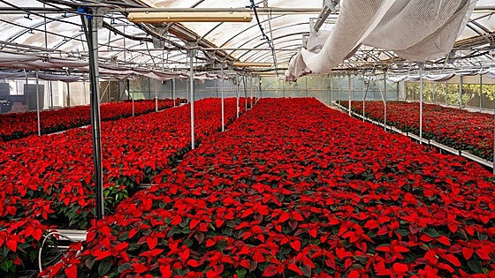 Torremolinos special employment centre produces 10,000 poinsettias in time for Christmas