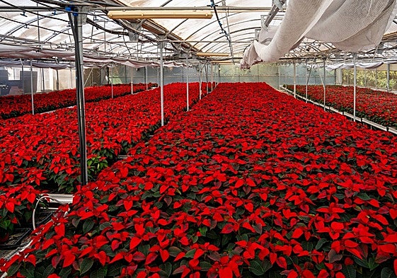 The Christmas plants at the municipal nursery.