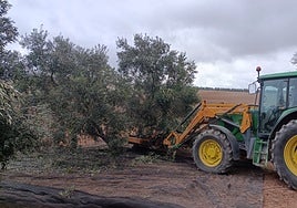 A tractor harvests olives at the start of this season.