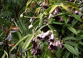 The female flowers of Hoboellia angustifolia are purple.