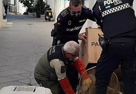 Vulture in MIjas before being rescued by the Local Police.