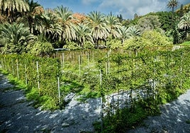 The labyrinth is located in front of the sensory garden.