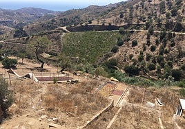 Image of raisins drying in the Axarquía.