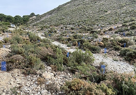 Image of the area where the repopulation has been carried out in Cómpeta.