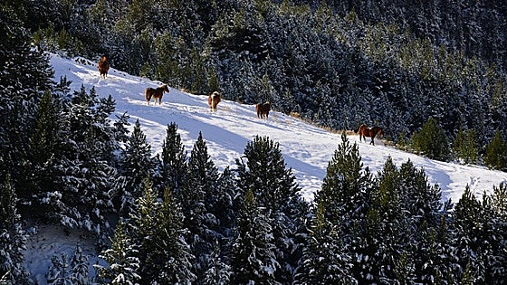 Andorra la Vella: Christmas in the Pyrenees