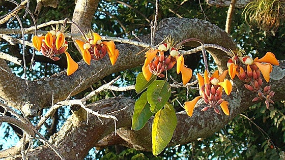 Recommended for your garden in the south of Spain: Erythrina fusca