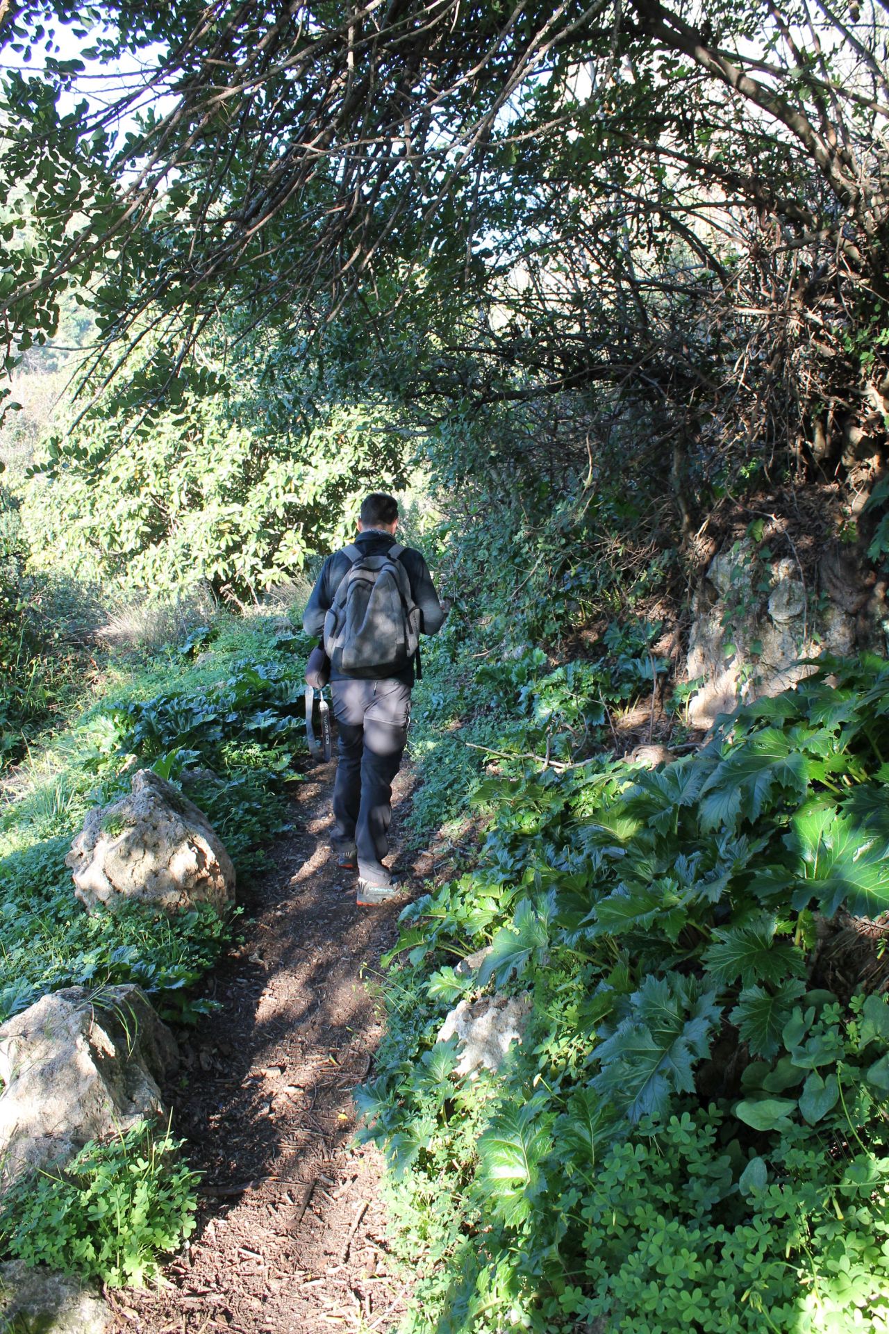 An ancient irrigation channel, lined with acanthus plants leads to the botanical garden