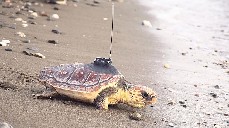 Loggerhead turtle released on a Mijas beach after five months of care following flipper amputation