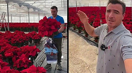 Horticulturist's three top tips for preserving your poinsettia well beyond Christmas