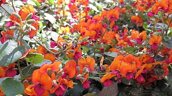Recommended for your garden in the south of Spain: Chorizema cordatum
