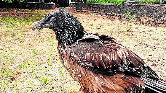A second chance for the bearded vulture in the Andalucía region of southern Spain