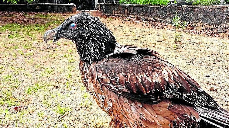 A second chance for the bearded vulture in the Andalucía region of southern Spain