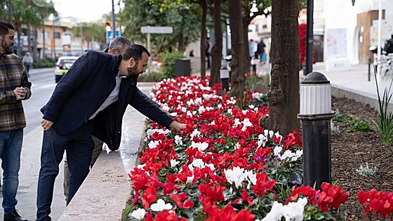 500 poinsettias and 13,500 cyclamen to decorate Costa del Sol town this Christmas