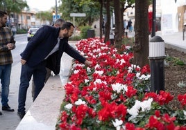 Flowers planted in the flowerbeds of the Avenida de la Constitución.