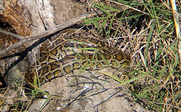 Image capture of a video made in 2007 by an amateur ornithologist.