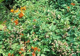 Pseudogynoxys chenopodioides and close up of bloom.