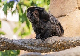 After a gestation period of around five months, the youngster was born in perfect condition and is receiving all the necessary care.