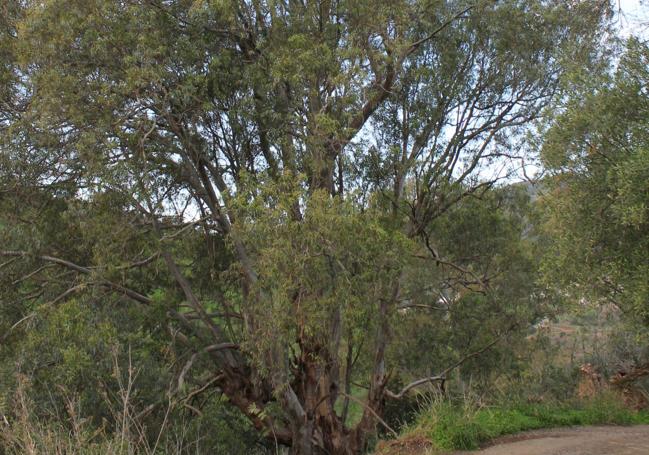 Large eucalyptus on the last part of the route.