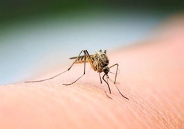 Junta to extend West Nile virus surveillance to all Andalusian provinces next year