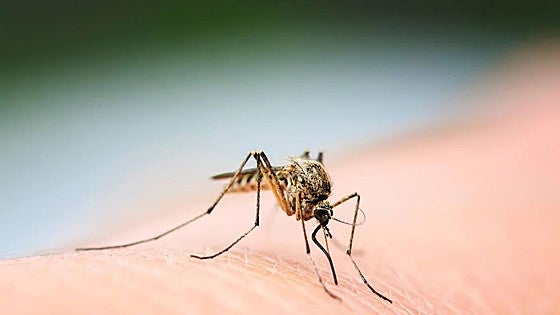 Junta to extend West Nile virus surveillance to all Andalusian provinces next year