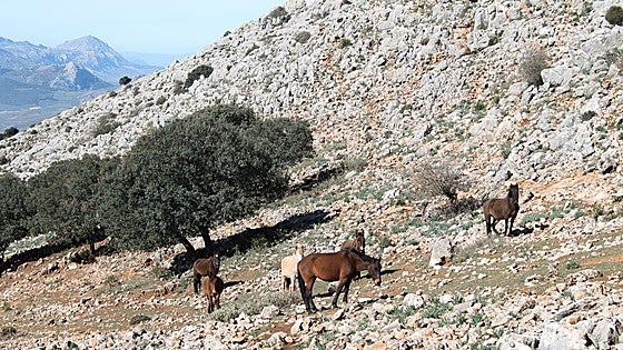 Wild horses, vertiginous peaks and springs on Malaga mountain route
