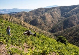 One of Victoria Ordóñez and sons' vineyards located near the Santopitar peak.