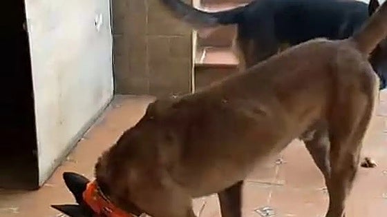 Thirty animals being kept in 'poor conditions' transferred from Cadiz province to Costa del Sol town
