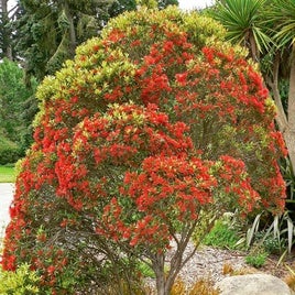 Metrosideros umbellata.