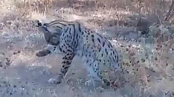 Malaga's mysterious wild animals, often talked about but never found