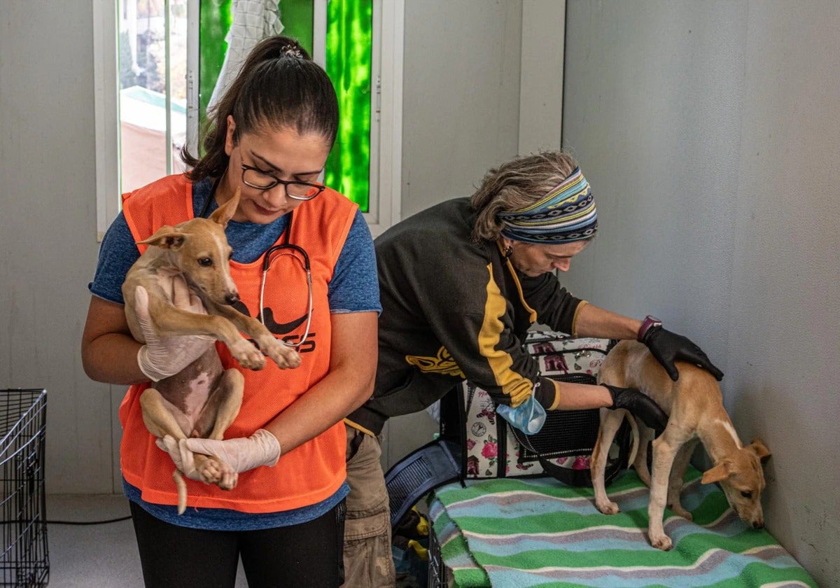 Reception centre for pets found in the 'Dana' affected areas.