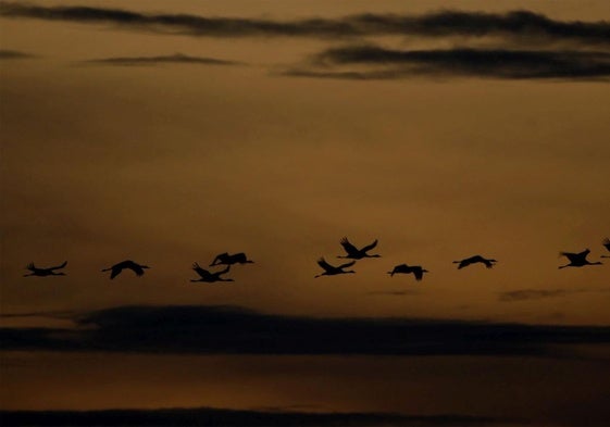 The cranes can be seen and very much heard around the lake in winter.