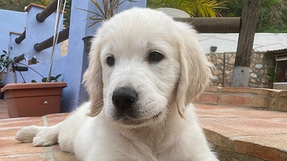 Police search for Pistacho, a two-month-old puppy stolen on the Costa del Sol