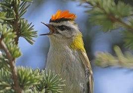 Common firecrest male.