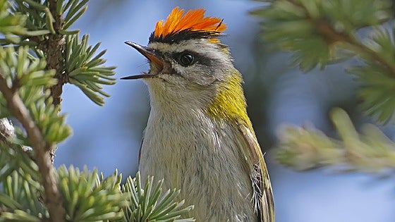 Cool birding
