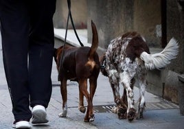 Two dogs in an archive image.