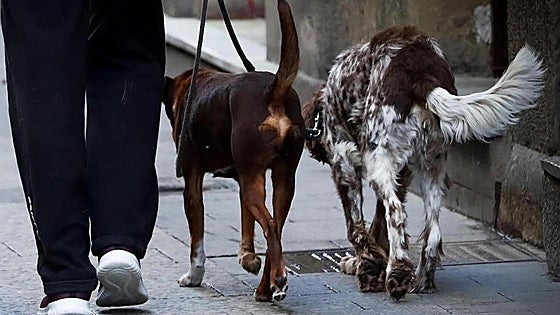 Jail sentence for drowning and causing 'slow and painful' death of girlfriend's dog in Spain
