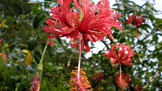 Recommended for your garden in the south of Spain: Hibiscus schizopetalus