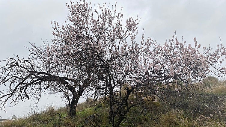 Sicily connects with nut growers in Malaga to crack extraction of almond milk